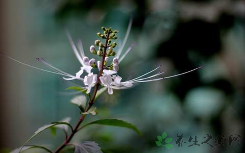 猫须草的药用价值_猫须草的副作用