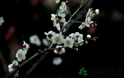 白梅花的药用价值_白梅花的副作用