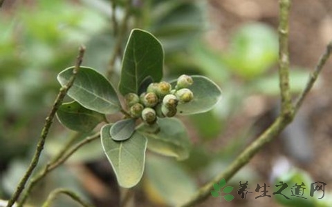 蔓荆子的药用价值_蔓荆子的副作用