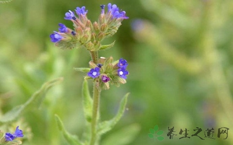 牛舌草的药用价值_牛舌草的副作用