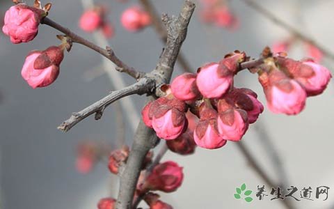 梅花的功效与作用_梅花的药用价值