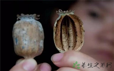 罂粟壳的药用价值_罂粟壳的副作用