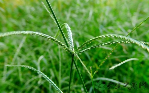 牛筋草的药用价值_牛筋草的副作用