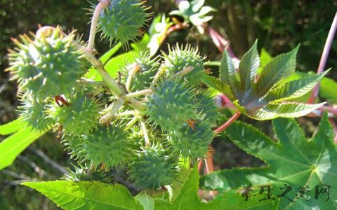 蓖麻的药用价值_蓖麻的副作用