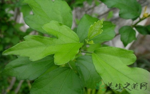 木槿叶的药用价值_木槿叶的副作用