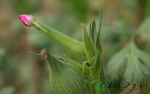 葫芦草的功效