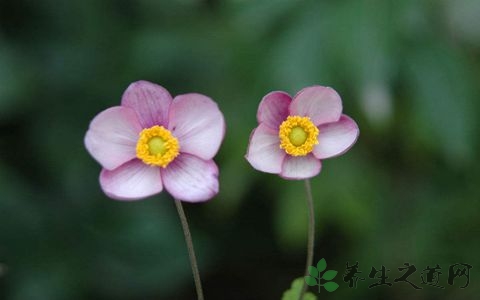 打破碗花花的药用价值_打破碗花花的副作用