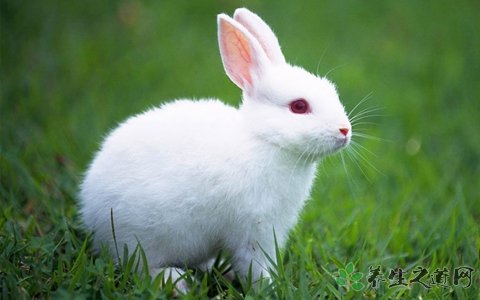 兔肝的功效与作用_兔肝的药用价值