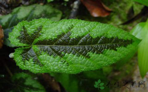 粗叶悬钩子的药用价值_粗叶悬钩子的副作用