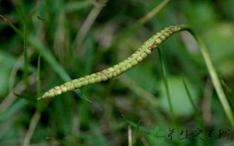 瓶尔小草的功效与作用