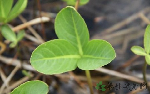 睡菜的药用价值_睡菜的副作用