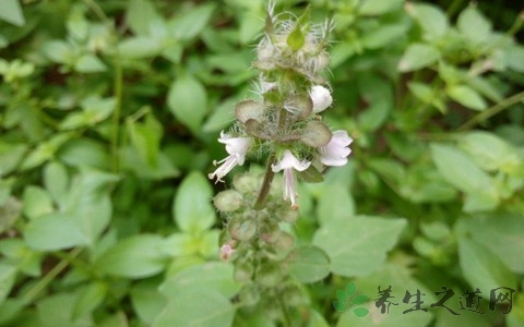 荆芥的药用价值_荆芥的副作用