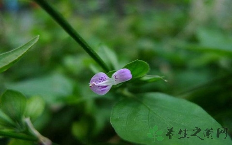 狗肝菜的药用价值_狗肝菜的副作用