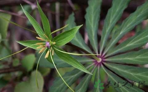 七叶一枝花的功效与作用