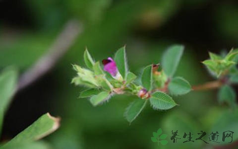 掐不齐的药用价值_掐不齐的副作用