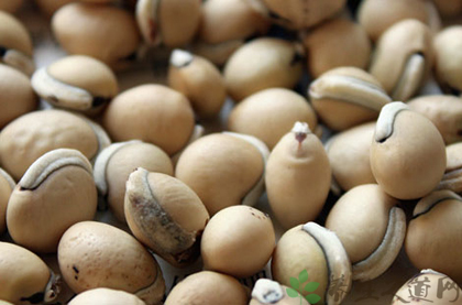 白扁豆的功效与作用_白扁豆的药用价值