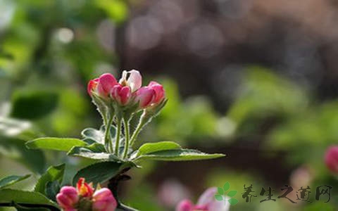 山荆子的药用价值_山荆子的副作用