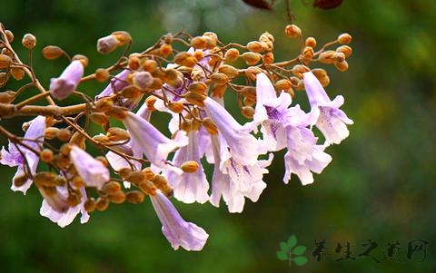 泡桐花的药用价值_泡桐花的副作用