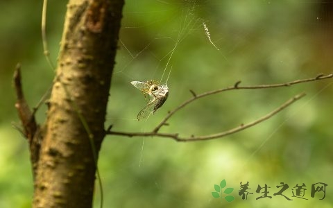 知了壳能治什么