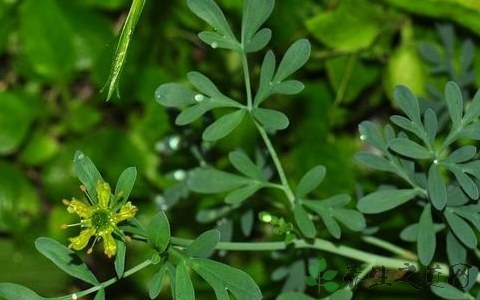 芸香草的药用价值_芸香草的副作用