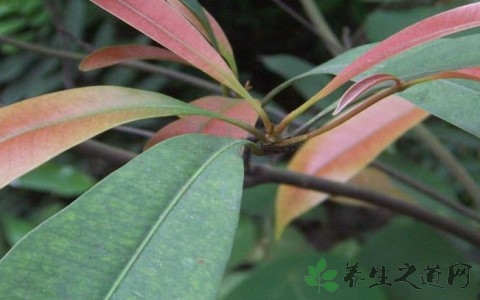 紫荆木的药用价值_紫荆木的副作用