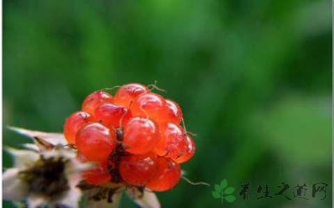 茅莓的药用价值_茅莓的副作用