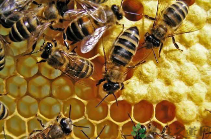 蜂房的功效与作用_蜂房的药用价值
