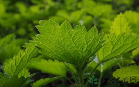 天麻粉一次吃多少