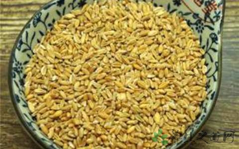 浮小麦的药用价值_浮小麦的副作用