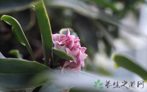 瑞香花的功效与作用