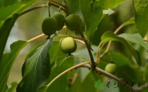 木天蓼的药用价值_木天蓼的副作用