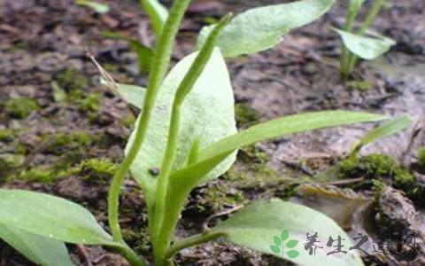 瓶尔小草的功效与作用