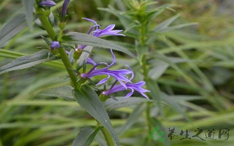 山梗菜的药用价值_山梗菜的副作用