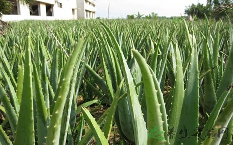 油葱的药用价值_油葱的副作用