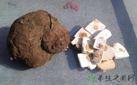 中药茯苓有什么功效