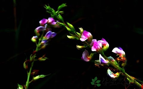 葫芦茶的药用价值_葫芦茶的副作用