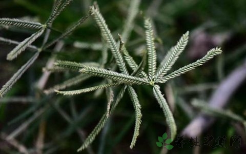 牛筋草的药用价值_牛筋草的副作用