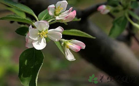 山荆子的药用价值_山荆子的副作用