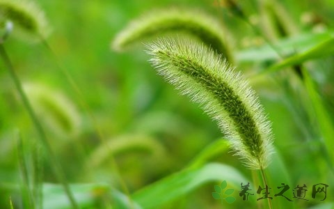 农村常见的中草药有哪些