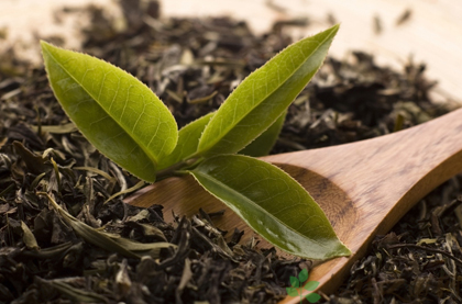 茶叶的功效与作用_茶叶的药用价值