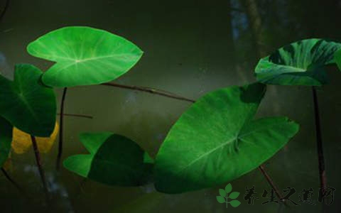 水芋的药用价值_水芋的副作用