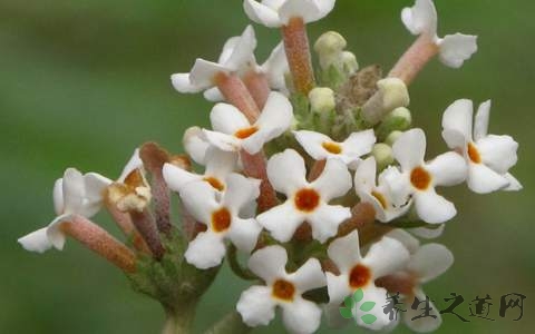 密蒙花的药用价值_密蒙花的副作用