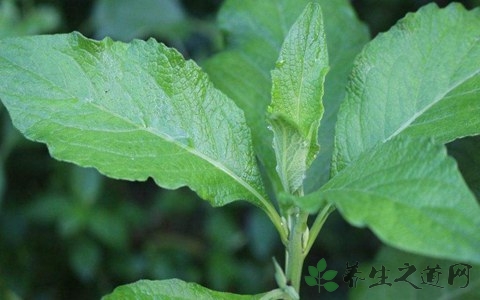 天名精的药用价值_天名精的副作用