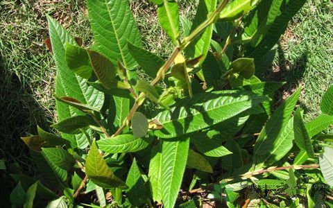 葫芦茶的药用价值_葫芦茶的副作用