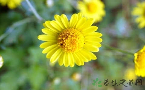 野菊花的药用价值_野菊花的副作用