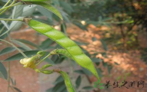 木豆的药用价值_木豆的副作用