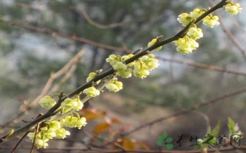 山苍子的药用价值_山苍子的副作用