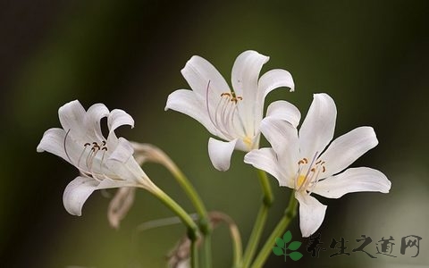 曼陀罗花有毒吗