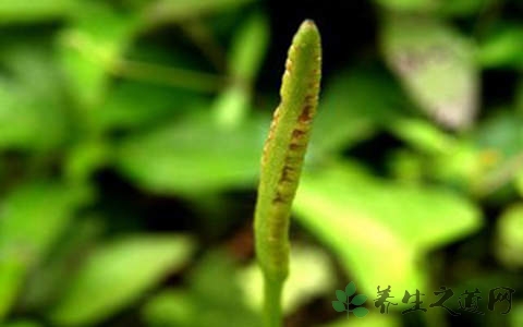 瓶尔小草的药用价值_瓶尔小草的副作用