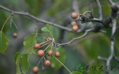 棠梨的功效与作用